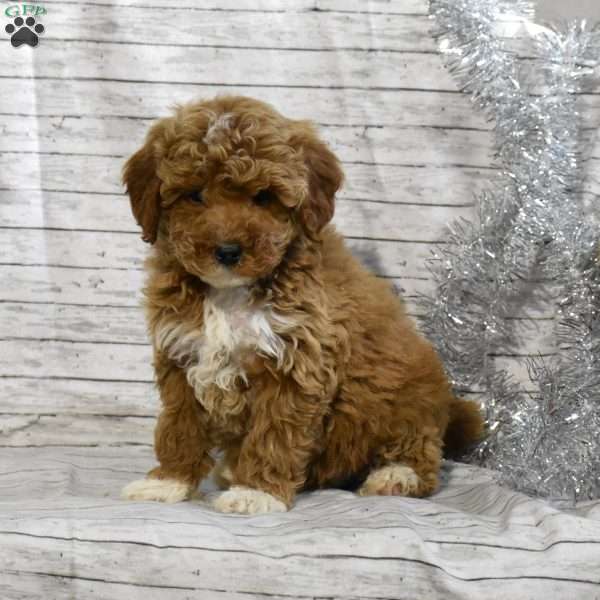 Sophie, Mini Goldendoodle Puppy